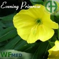 Evening Primrosa 1oz   (Choice up to 32oz)