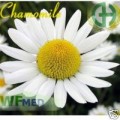 Chamomile Hydrosol 1oz  (Choice up to 32oz)