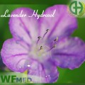 Lavender Hydrosol 1 oz  (Choice up to 32oz)