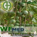 Macadamia