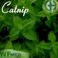 Catnip