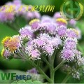 Eupatorium 5 ml  (Choice up to 8oz)