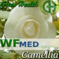 Camellia