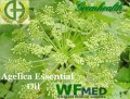 Angelica Root Essential Oil( Choice up to 16oz) 