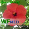Cypress 5ml  (Choice up to 16oz)