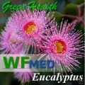 Eucalyptus 1 Gallon  (Choice up to 55 Gallon)